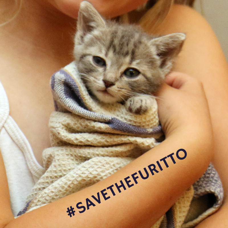 Save The Furitto to Promote Awareness for Spay and Neuter Saves Lives